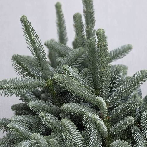 Ветка нобилиса