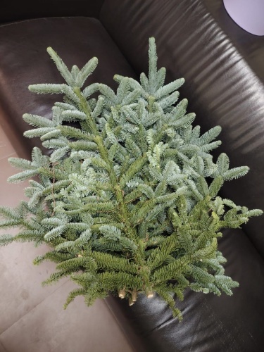 Ветка нобилиса